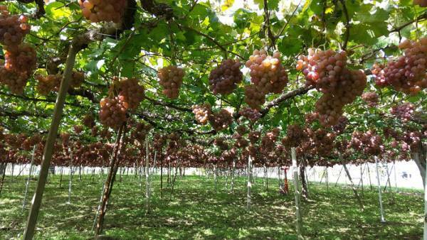 花のような優しい香りと柔らかな甘み「長野竜眼 2022」発売【サンクゼール・久世福商店】