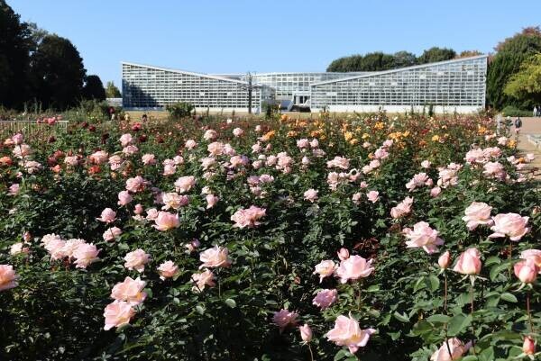 【東京都公園協会】オープンイノベーションによる 秋バラを楽しめるAI関連スマホアプリを10月７日（土）リリース！