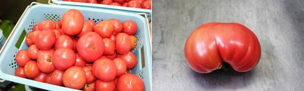 ８番らーめん新商品「トマト冷めん」が7月10日（月）から期間限定で販売！