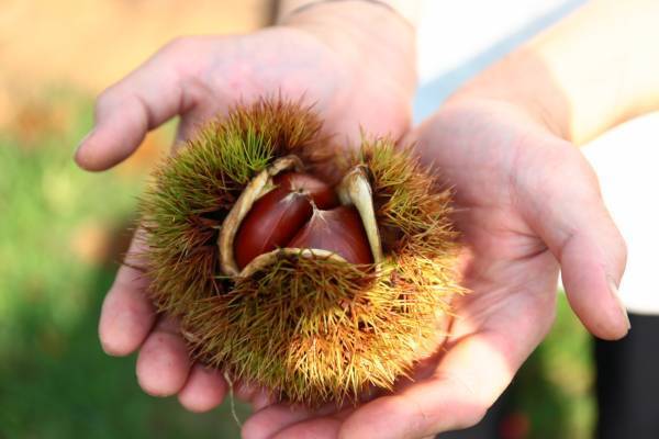 【笠間の栗×ラ・メゾン】11/1~ 茨城県笠間市産の栗を使ったモンブランタルトの販売