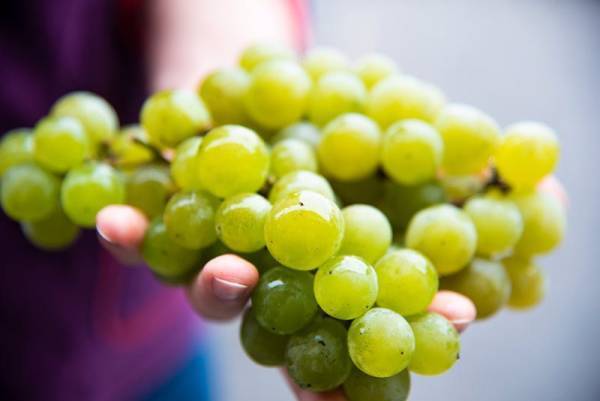 ＼新酒発売／1番人気の甘口白ワイン「ナイアガラブラン 2023」12月1日（金）発売。フレッシュでフルーティーなおいしさ【サンクゼール・久世福商店】