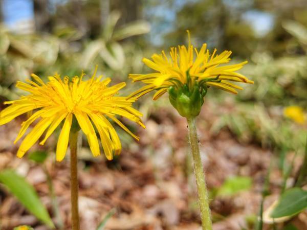 殿ヶ谷戸庭園 カタクリの見ごろにあわせた「春の催し」３月18日（土）～３月26日（日）