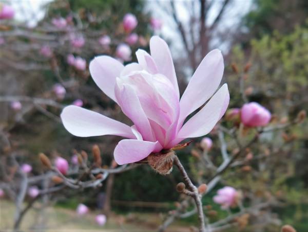 殿ヶ谷戸庭園 カタクリの見ごろにあわせた「春の催し」３月18日（土）～３月26日（日）