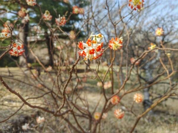 殿ヶ谷戸庭園 カタクリの見ごろにあわせた「春の催し」３月18日（土）～３月26日（日）