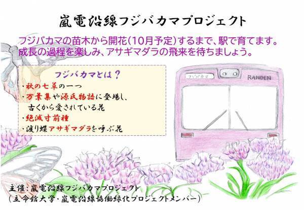 「嵐電沿線フジバカマプロジェクト」　 ・７月９日（日）「フジバカマ」の苗を嵐電の１０駅へ植栽。 ・７月９日（日）～１２日（水）「嵐山温泉『駅の足湯』」が「フジバカマ湯」に。