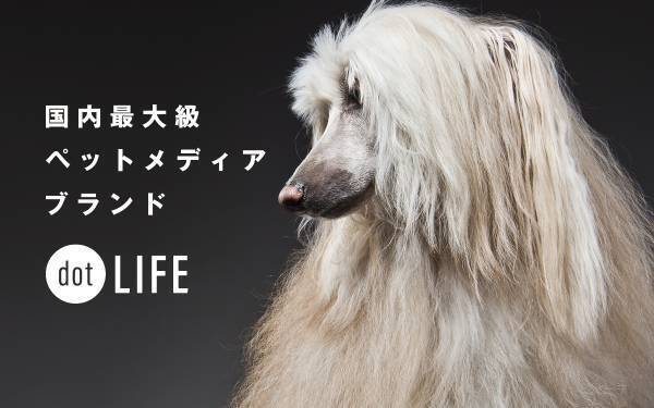 国内最大級のペットメディア事業を展開するrakanu株式会社、社名を「株式会社dot LIFE」へ名称変更