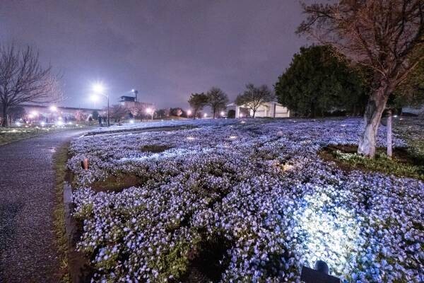 【花と光のムーブメント】ライトアップは今週末まで。「舎人公園×千本桜・ネモフィラ」4/23まで開催中！