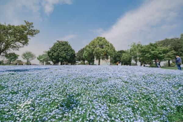 【花と光のムーブメント】ライトアップは今週末まで。「舎人公園×千本桜・ネモフィラ」4/23まで開催中！