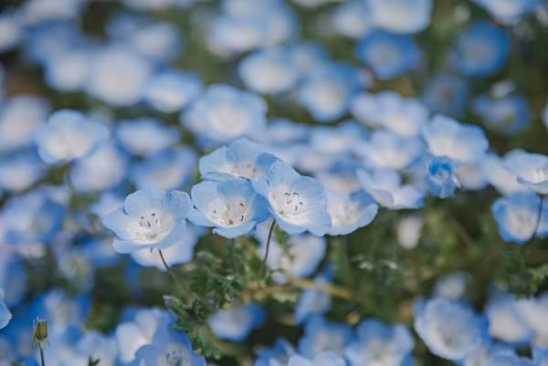 【花と光のムーブメント】ライトアップは今週末まで。「舎人公園×千本桜・ネモフィラ」4/23まで開催中！