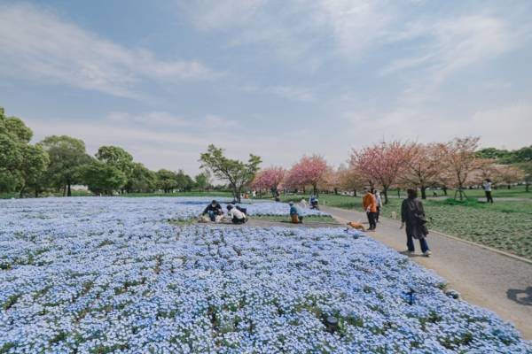 【花と光のムーブメント】ライトアップは今週末まで。「舎人公園×千本桜・ネモフィラ」4/23まで開催中！