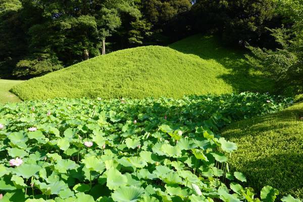 小石川後楽園「夏の特別開園」朝8時から開園します！