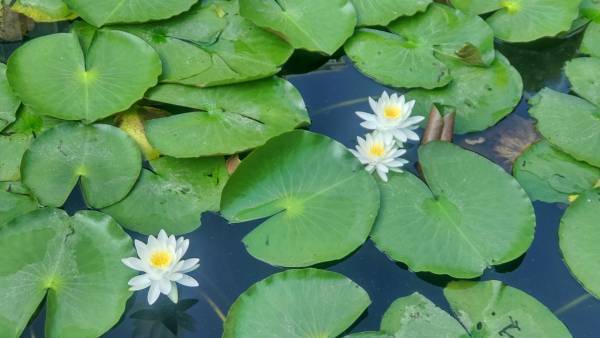 小石川後楽園「夏の特別開園」朝8時から開園します！