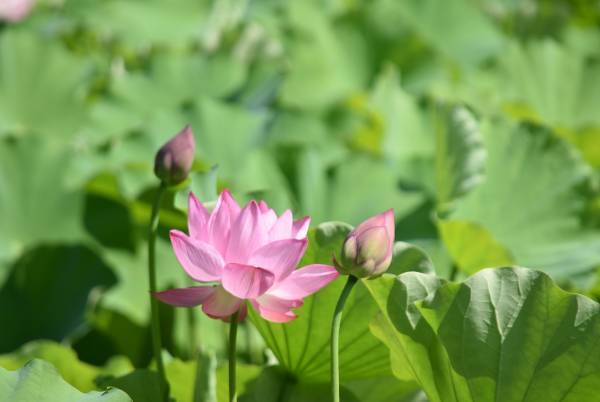 小石川後楽園「夏の特別開園」朝8時から開園します！