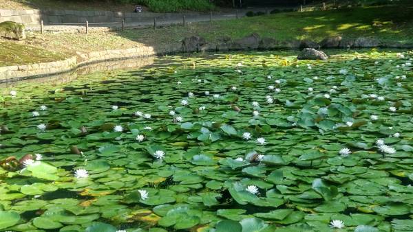 小石川後楽園「夏の特別開園」朝8時から開園します！
