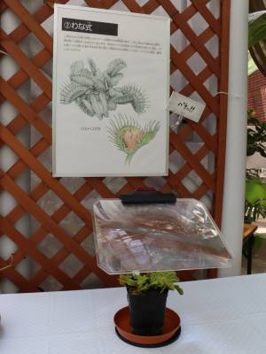 神代植物公園 夏休み特別企画「食虫植物展」8月1日より開催！