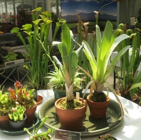 神代植物公園 夏休み特別企画「食虫植物展」8月1日より開催！