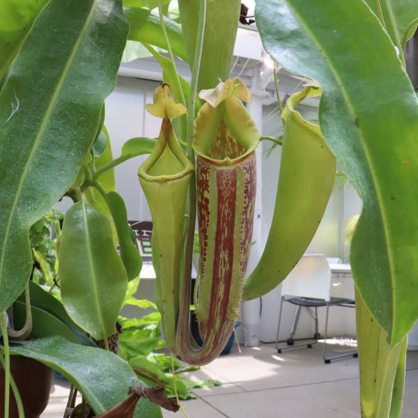 神代植物公園 夏休み特別企画「食虫植物展」8月1日より開催！