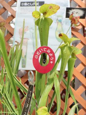 神代植物公園 夏休み特別企画「食虫植物展」8月1日より開催！