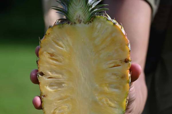 【バンタカフェ】～パイン果汁のかき氷に果皮の器、スプーンもストローもパイン由来～沖縄生まれの品種・ゴールドバレルを1つ分贅沢に使用した 「まるごとパインのかき氷」を限定販売｜期間：2023年7月1日～8月31日