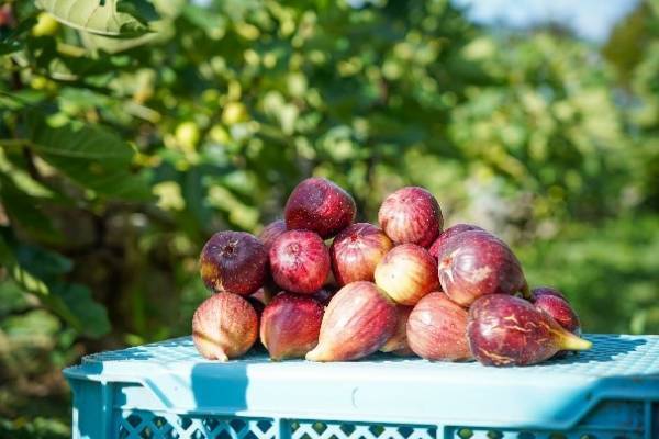 畑の中にある農家レストラン「陽・燦燦」甘熟にこだわったいちじくメニュー 『甘熟いちじくまるごとティー』9月8日より販売開始
