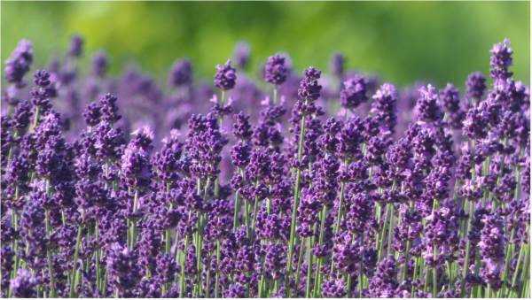 【大江戸温泉物語】食事も、温泉も、観光も！会津若松市の２つの宿で『夏のまんぞくバイキング』が6月1日～スタート！