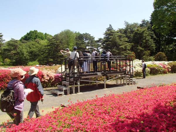 神代植物公園「つつじウィーク」のお知らせ　令和5年４月11日（火）～５月7日（日）