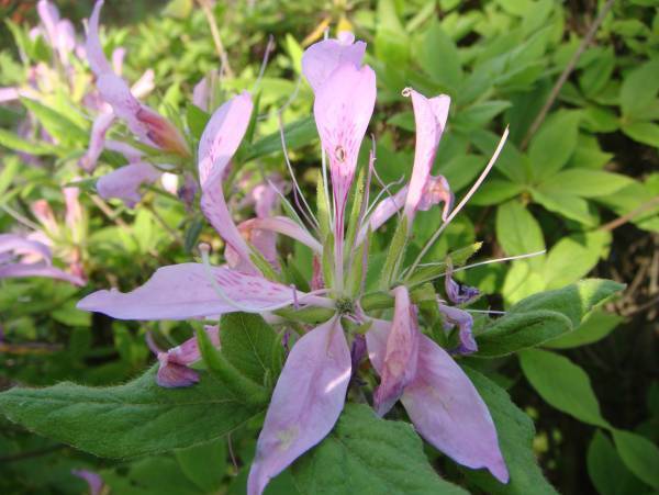 神代植物公園「つつじウィーク」のお知らせ　令和5年４月11日（火）～５月7日（日）