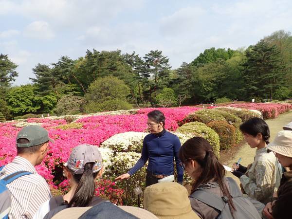 神代植物公園「つつじウィーク」のお知らせ　令和5年４月11日（火）～５月7日（日）