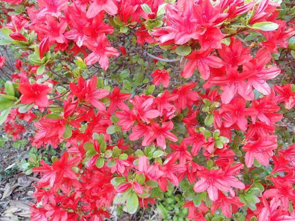 神代植物公園「つつじウィーク」のお知らせ　令和5年４月11日（火）～５月7日（日）