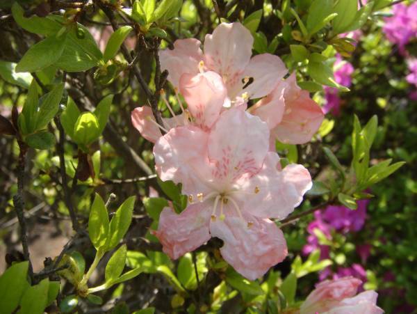 神代植物公園「つつじウィーク」のお知らせ　令和5年４月11日（火）～５月7日（日）