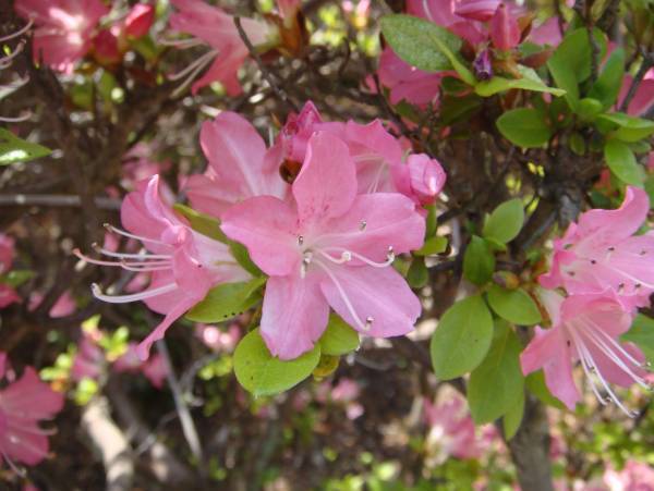 神代植物公園「つつじウィーク」のお知らせ　令和5年４月11日（火）～５月7日（日）