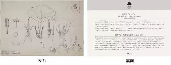 植物学者 牧野富太郎博士をイメージした植物観察アイテムを発売