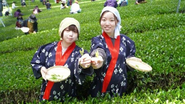 大阪国際大学・大阪国際大学短期大学部の学生が、高級ブランド宇治茶で有名な南山城村中窪製茶園で、今年の茶品評会に出品する新茶の手摘みを行いました。
