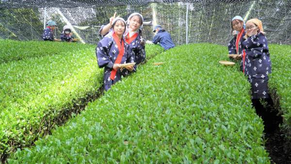 大阪国際大学・大阪国際大学短期大学部の学生が、高級ブランド宇治茶で有名な南山城村中窪製茶園で、今年の茶品評会に出品する新茶の手摘みを行いました。
