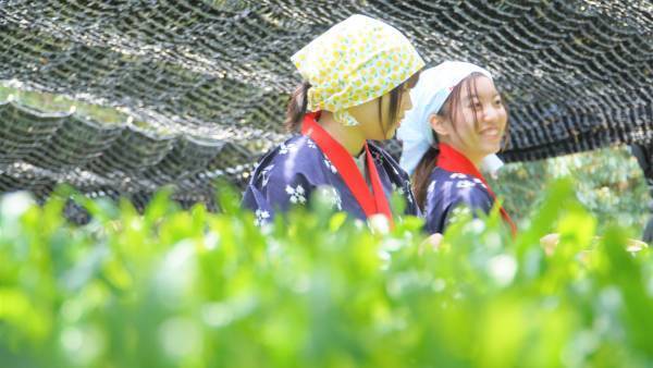 大阪国際大学・大阪国際大学短期大学部の学生が、高級ブランド宇治茶で有名な南山城村中窪製茶園で、今年の茶品評会に出品する新茶の手摘みを行いました。