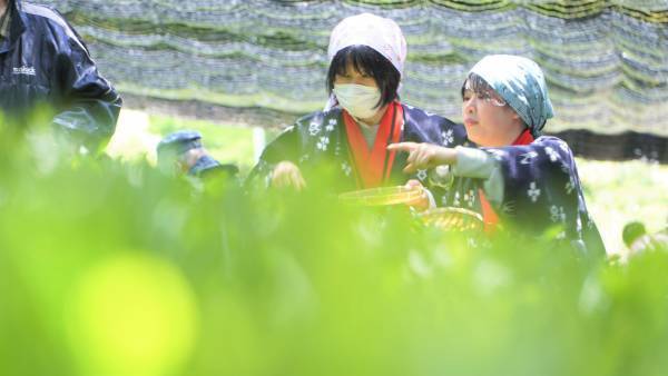 大阪国際大学・大阪国際大学短期大学部の学生が、高級ブランド宇治茶で有名な南山城村中窪製茶園で、今年の茶品評会に出品する新茶の手摘みを行いました。