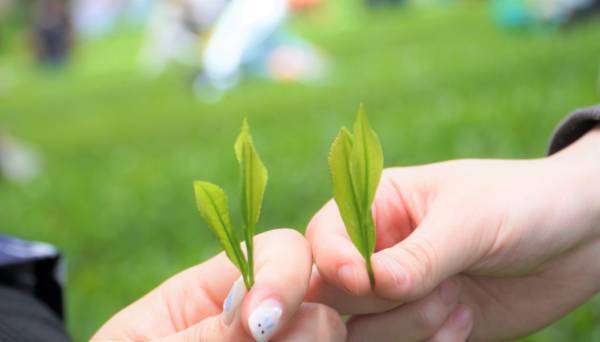 大阪国際大学・大阪国際大学短期大学部の学生が、高級ブランド宇治茶で有名な南山城村中窪製茶園で、今年の茶品評会に出品する新茶の手摘みを行いました。