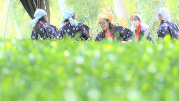 大阪国際大学・大阪国際大学短期大学部の学生が、高級ブランド宇治茶で有名な南山城村中窪製茶園で、今年の茶品評会に出品する新茶の手摘みを行いました。