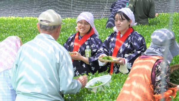 大阪国際大学・大阪国際大学短期大学部の学生が、高級ブランド宇治茶で有名な南山城村中窪製茶園で、今年の茶品評会に出品する新茶の手摘みを行いました。