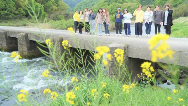 大阪国際大学・大阪国際大学短期大学部の学生が、高級ブランド宇治茶で有名な南山城村中窪製茶園で、今年の茶品評会に出品する新茶の手摘みを行いました。