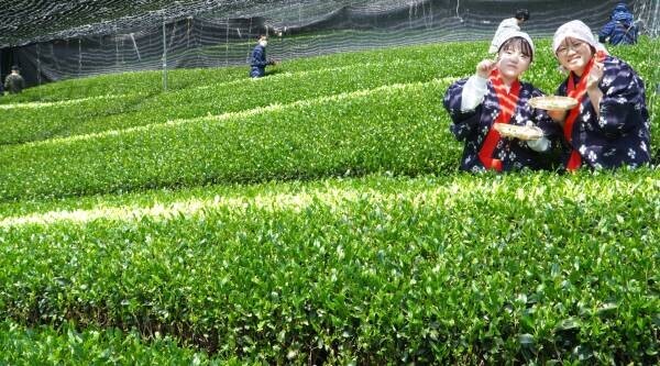 大阪国際大学・大阪国際大学短期大学部の学生が、高級ブランド宇治茶で有名な南山城村中窪製茶園で、今年の茶品評会に出品する新茶の手摘みを行いました。