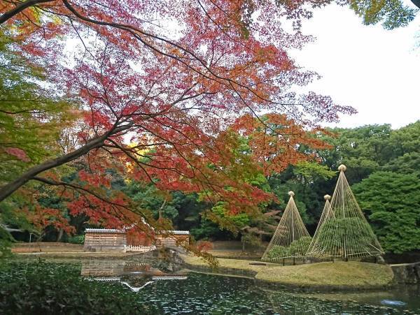 【小石川後楽園】イロハモミジが見頃を迎えました