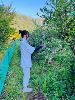 キャンパス内のブルーベリー畑の維持管理から始まった高校生の取り組み　SDGs「つくる責任、つかう責任」の実践