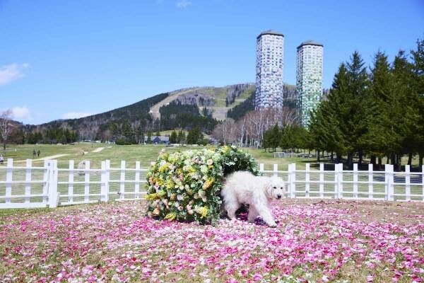 【トマム】満開の花をイメージした花咲くファームガーデンでお花見を満喫「ファームの花咲くリゾナーレ」を開催～花咲くドッグランに「花のトンネル」が新たに登場～｜期間：2023年4月28日～5月11日