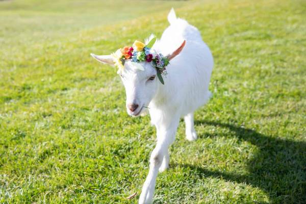 【トマム】満開の花をイメージした花咲くファームガーデンでお花見を満喫「ファームの花咲くリゾナーレ」を開催～花咲くドッグランに「花のトンネル」が新たに登場～｜期間：2023年4月28日～5月11日