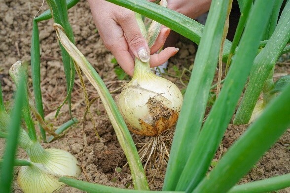 禅体験や農業体験などを通して「真の健康」を見つめ直す1日ツアー 『淡路島で過ごすWell-being スマート・エイジング ツアー』を5月13日に開催