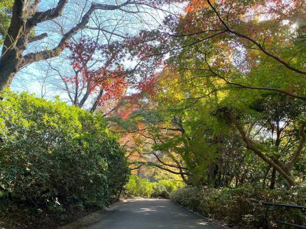 【清水公園】紅葉の見ごろが近づく