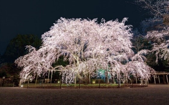 春夜の六義園 園内ライトアップ！『夜間特別観賞』【3/16（土）～3/24（日）開催】