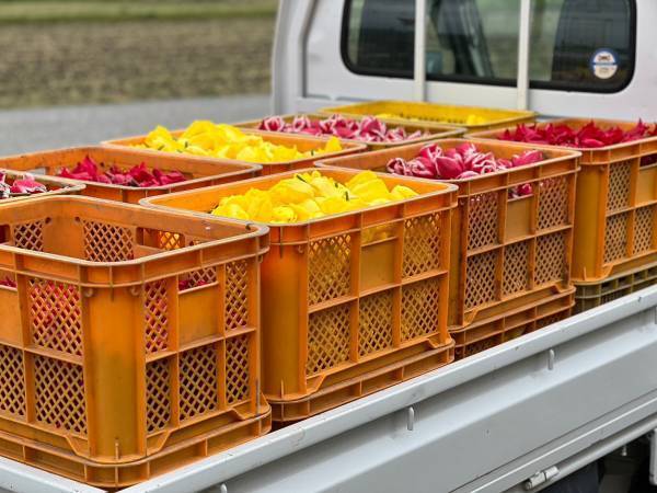 約7,000輪のチューリップを富山南警察署に提供「TOYAMA SMILE FLOWER CARPET 2023」に賛同し、 4月25日に保育園児らとフラワーカーペット製作