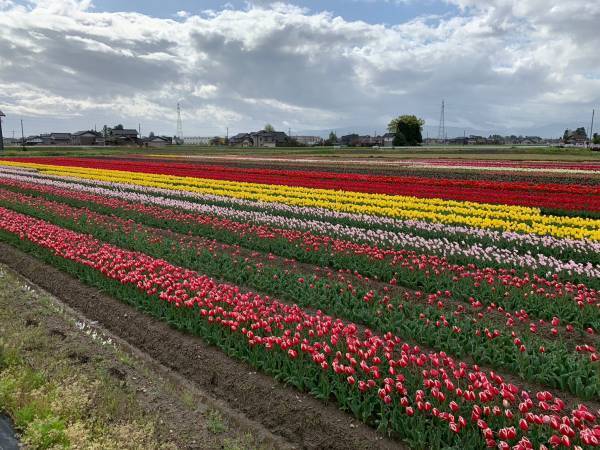 約7,000輪のチューリップを富山南警察署に提供「TOYAMA SMILE FLOWER CARPET 2023」に賛同し、 4月25日に保育園児らとフラワーカーペット製作